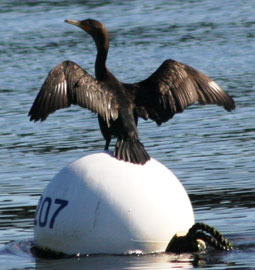 cormorant